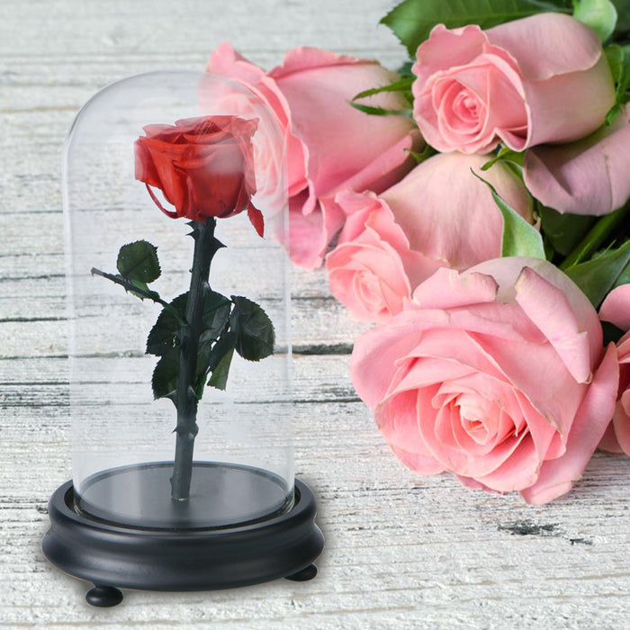 Fresh Red Rose Flower in Glass with Base Blue