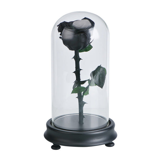 Fresh Red Rose Flower in Glass with Base Blue