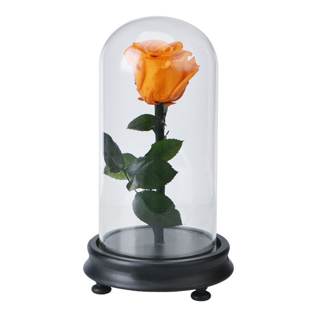 Fresh Red Rose Flower in Glass with Base Blue