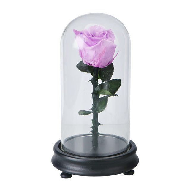 Fresh Red Rose Flower in Glass with Base Blue