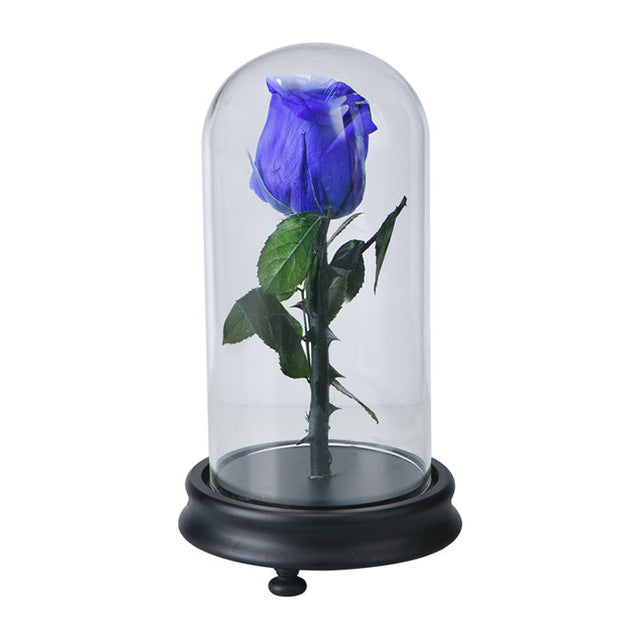 Fresh Red Rose Flower in Glass with Base Blue