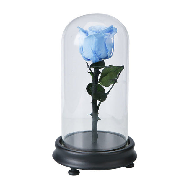 Fresh Red Rose Flower in Glass with Base Blue